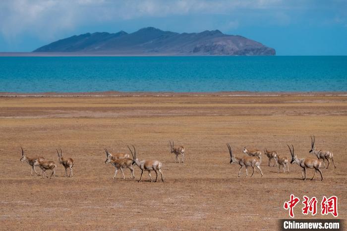 圖為西藏第一大湖色林錯(cuò)湖畔的藏羚羊群休閑覓食?！〗w波 攝