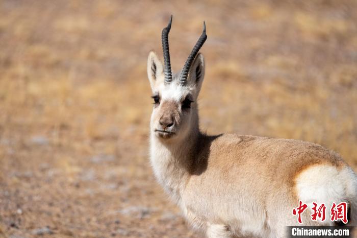 圖為西藏藏原羚，藏原羚是青藏高原特有種，也被稱為西藏黃羊?！〗w波 攝