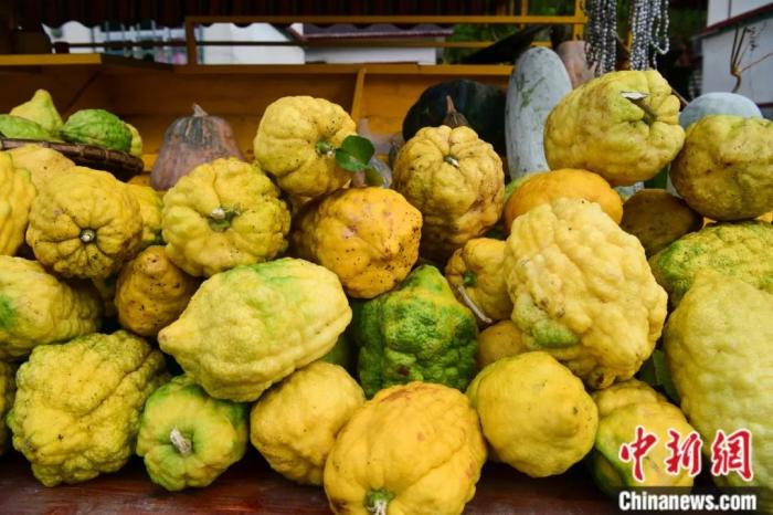 墨脫大檸檬，學名香櫞，和檸檬均為蕓香科植物。(<a target='_blank' href='/'><p  align=