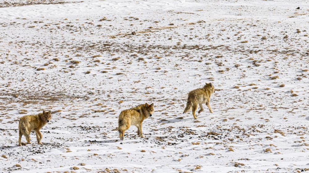 狼。金阿次仁攝