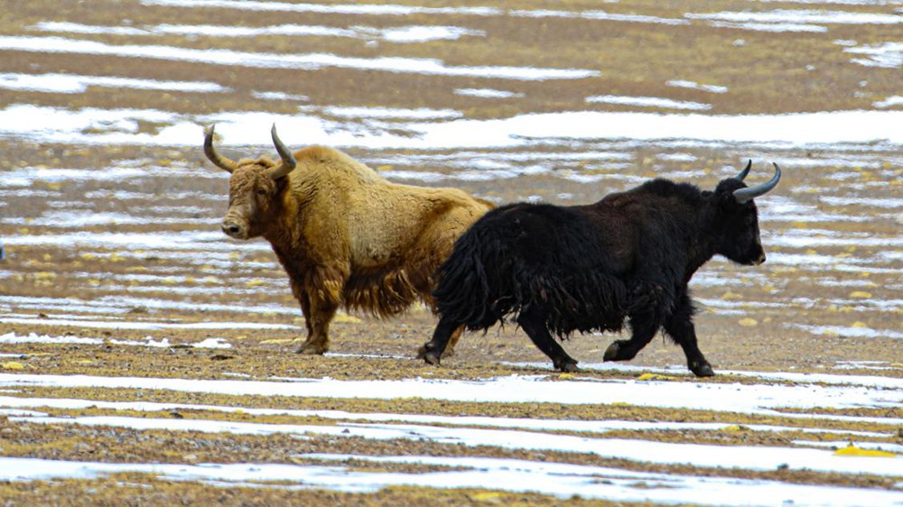 野牦牛。金阿次仁攝