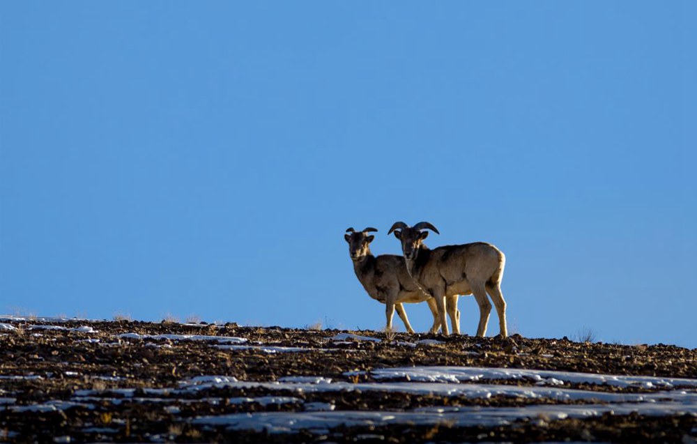 盤羊。金阿次仁攝