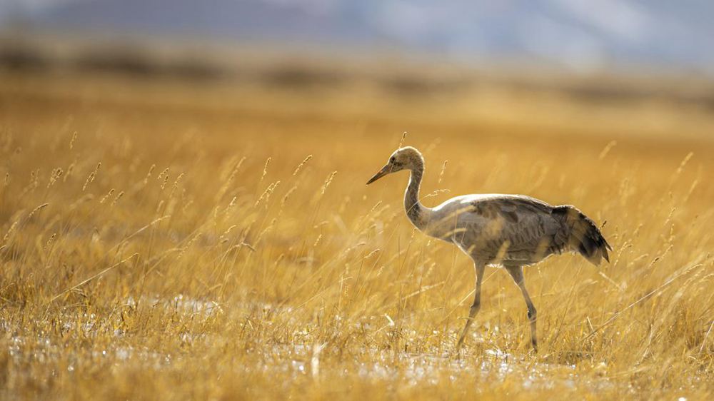 黑頸鶴幼鳥。金阿次仁攝