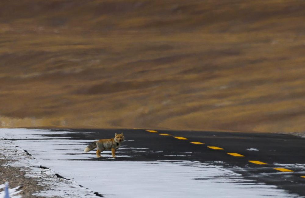 藏狐。金阿次仁攝