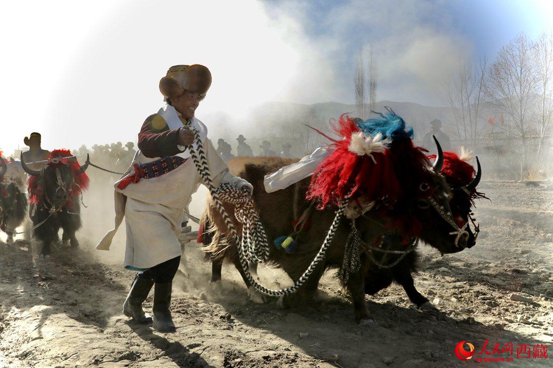 山南市扎囊縣扎其鄉(xiāng)孟卡榮村迎來春耕第一犁。人民網(wǎng) 次仁羅布攝