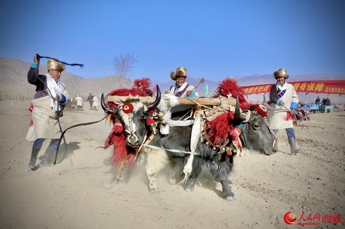 在過去漫長的歲月里，牦牛是農(nóng)耕的主力，“二牛抬杠”代表了一個時代。人民網(wǎng) 次仁羅布攝