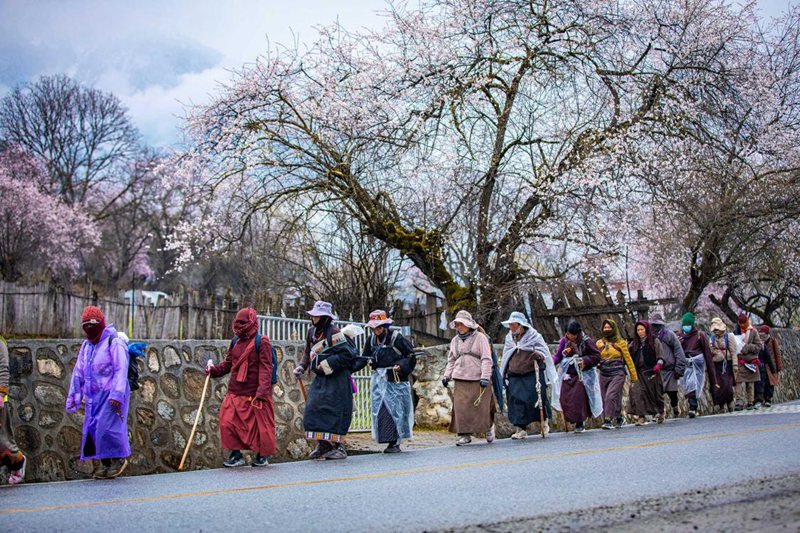 下雨了，漫步在桃花下的村民。張靜攝