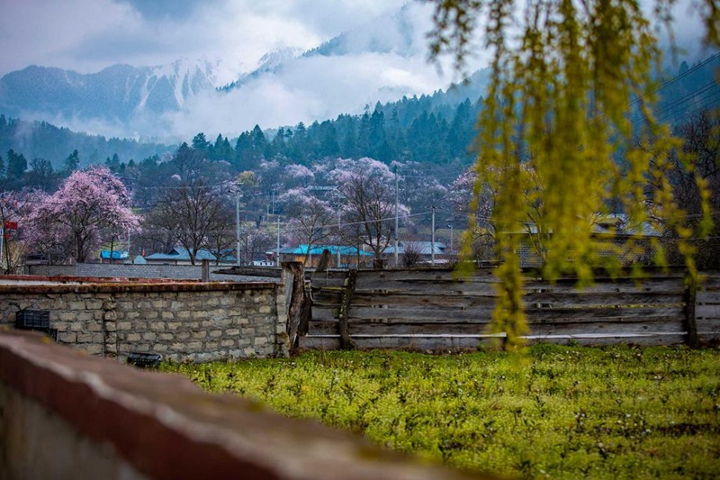 桃花深處的村莊。張靜攝