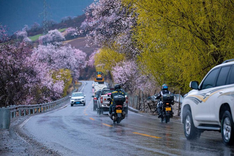 桃花林。張靜攝