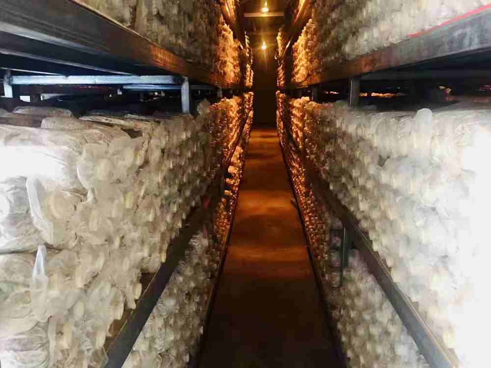 菌棒培育。索扎攝