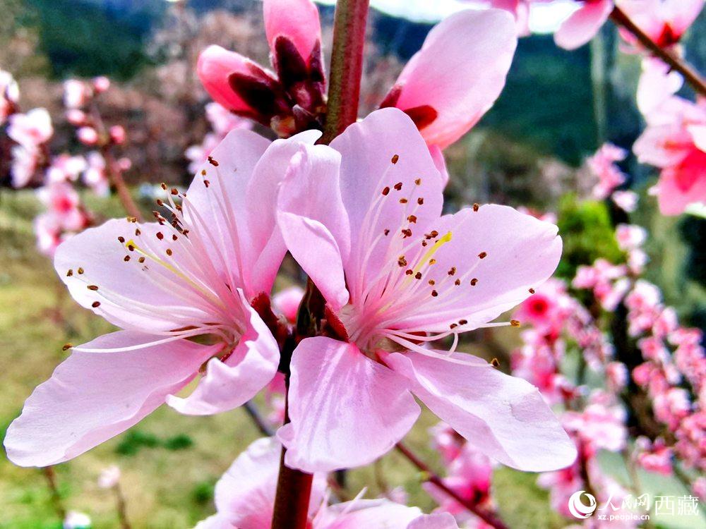 林芝桃花開。人民網(wǎng) 李海霞攝