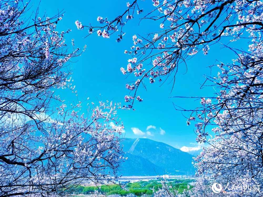 桃花在藍(lán)天白云的映襯下分外好看。人民網(wǎng) 李海霞攝