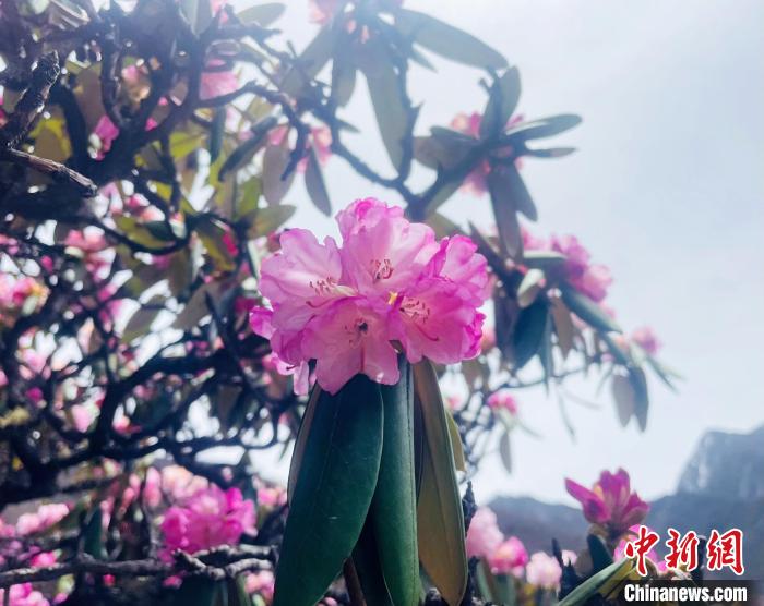 近日，西藏自治區(qū)山南市加查縣索囊溝的杜鵑花競相綻放?！∪轿木?攝