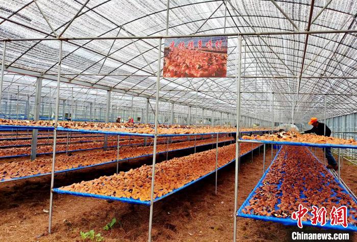 圖為紅太陽科技示范家庭農(nóng)場采收的靈芝?！∑酱胪喙﹫D