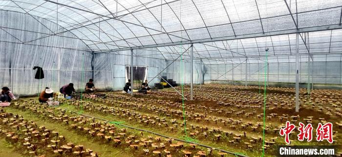 圖為紅太陽科技示范家庭農(nóng)場組織民眾采收靈芝?！∑酱胪喙﹫D