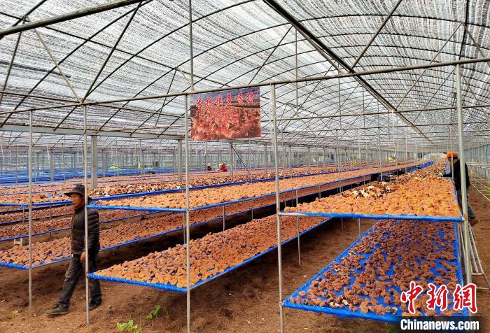 圖為紅太陽科技示范家庭農(nóng)場采收的靈芝?！∑酱胪喙﹫D