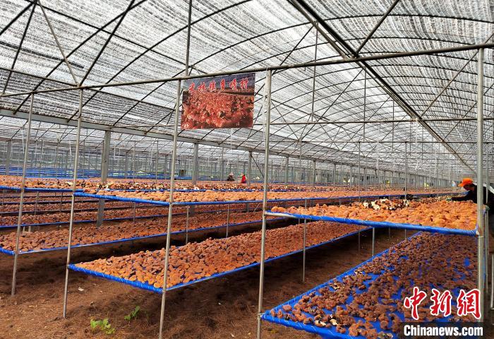 圖為紅太陽科技示范家庭農(nóng)場采收的靈芝?！∑酱胪喙﹫D