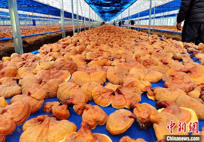 圖為紅太陽科技示范家庭農(nóng)場采收的靈芝?！∑酱胪喙﹫D