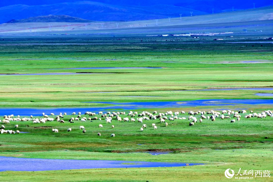 水草豐美的草原，牛羊悠閑覓食。人民網(wǎng) 李海霞攝