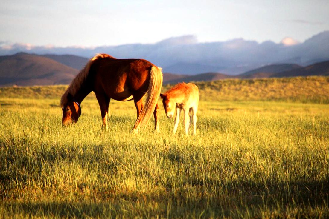 馬兒在草地上覓食。普布桑杰攝