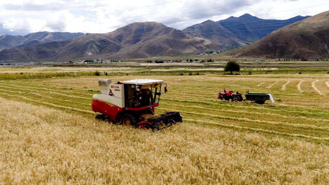 抗疫情、保秋收。洛克攝