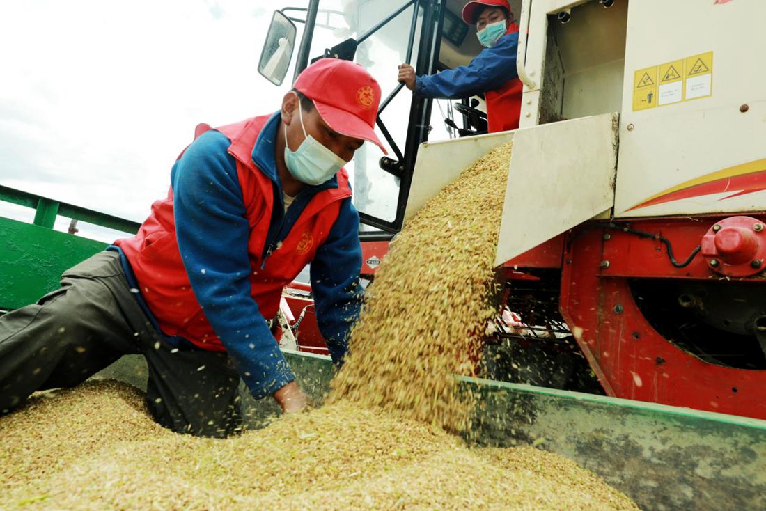 疫情之下，志愿者是田間最美的風(fēng)景。洛克攝