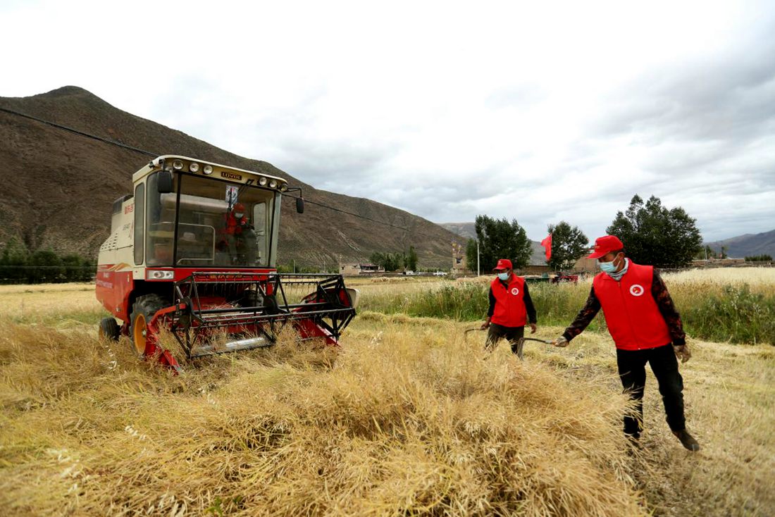 陣陣機(jī)械的轟鳴聲傳來豐收的喜悅。洛克攝