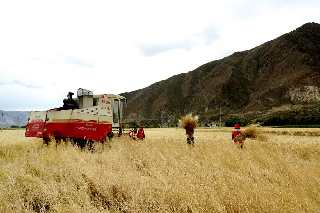 希望的田野。洛克攝