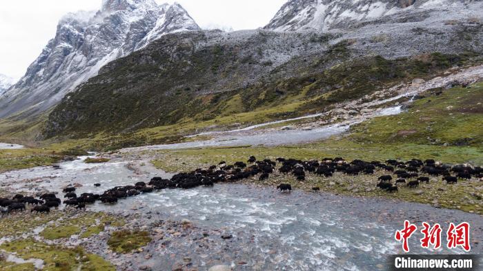 圖為轉(zhuǎn)場中的牦牛?！÷蹇?攝