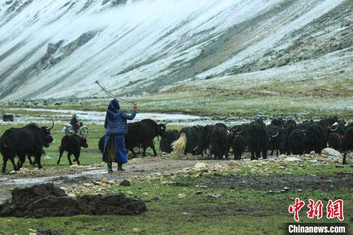 圖為牧民在趕牦牛?！÷蹇?攝