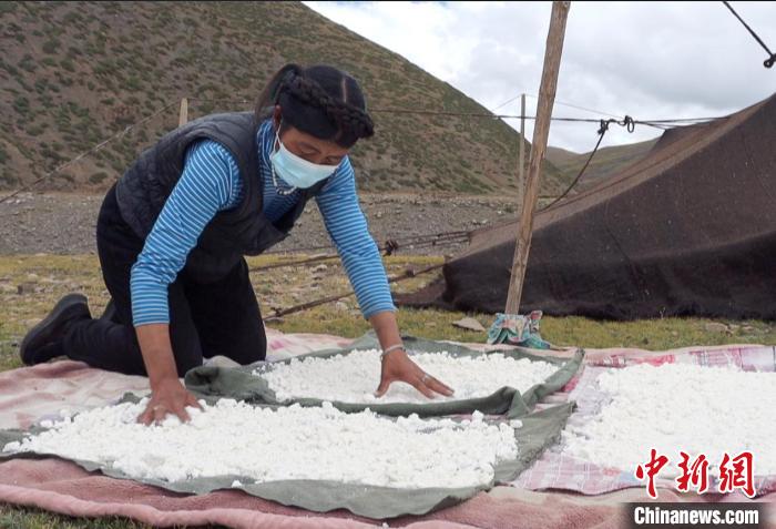 圖為牧民正在制作奶渣?！∪湛t文聯(lián)供圖