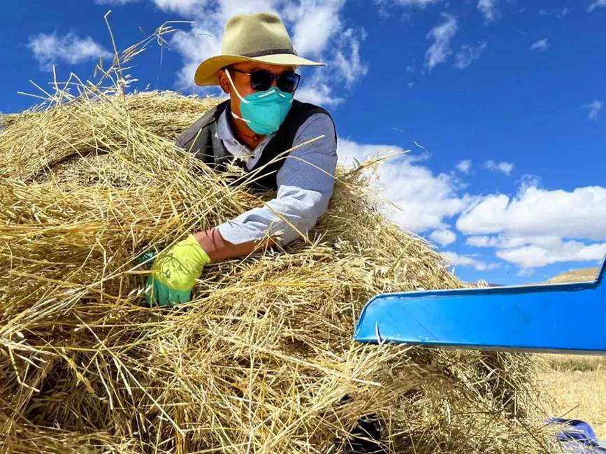 西藏吉?。簬愠两襟w驗秋收打場【3】