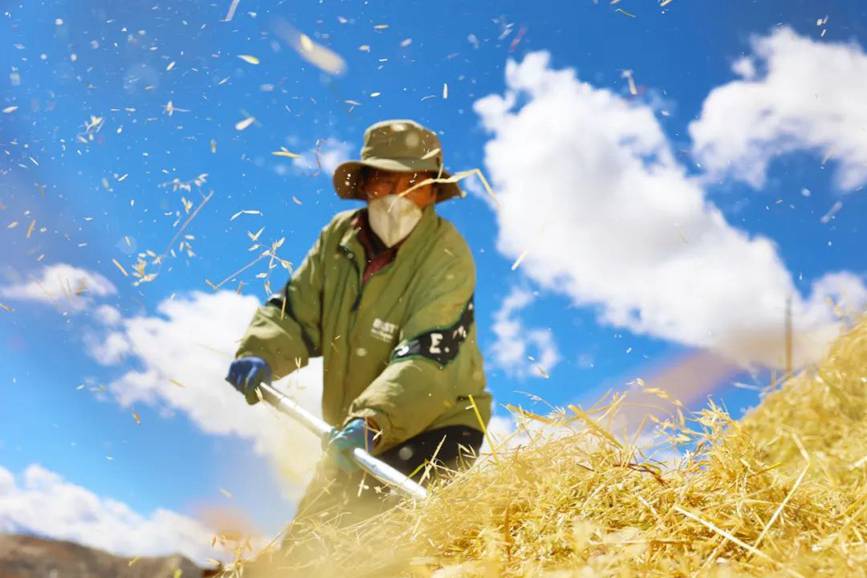 西藏吉?。簬愠两襟w驗秋收打場【5】