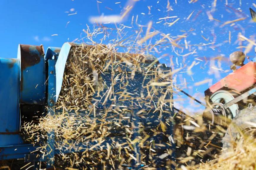 西藏吉?。簬愠两襟w驗秋收打場【7】