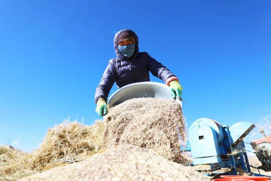 西藏吉?。簬愠两襟w驗秋收打場【8】