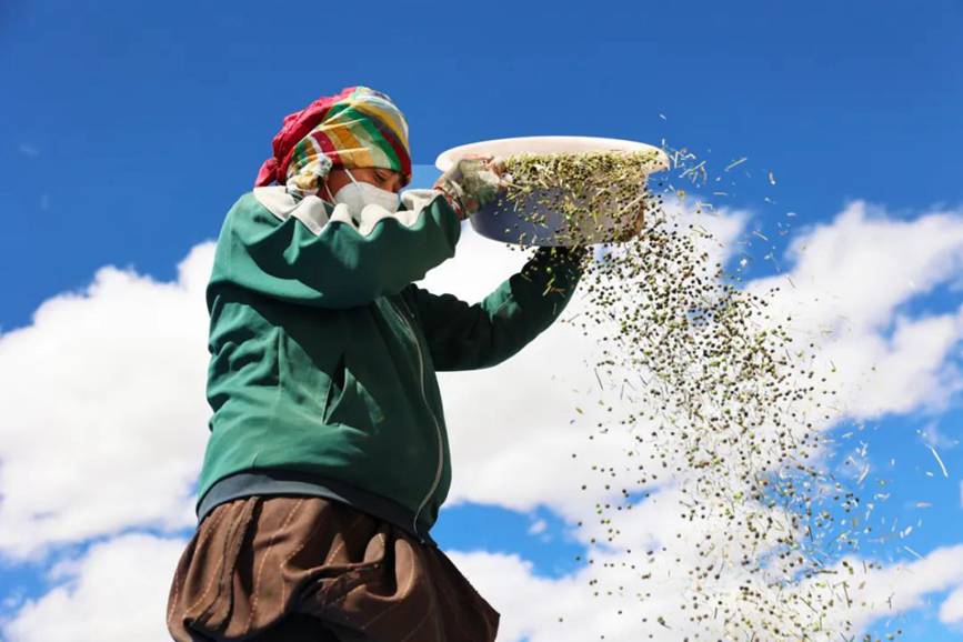 西藏吉?。簬愠两襟w驗秋收打場【11】