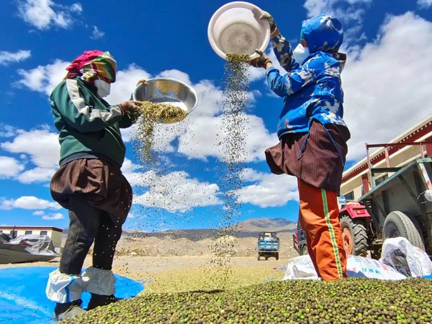 西藏吉?。簬愠两襟w驗秋收打場【10】