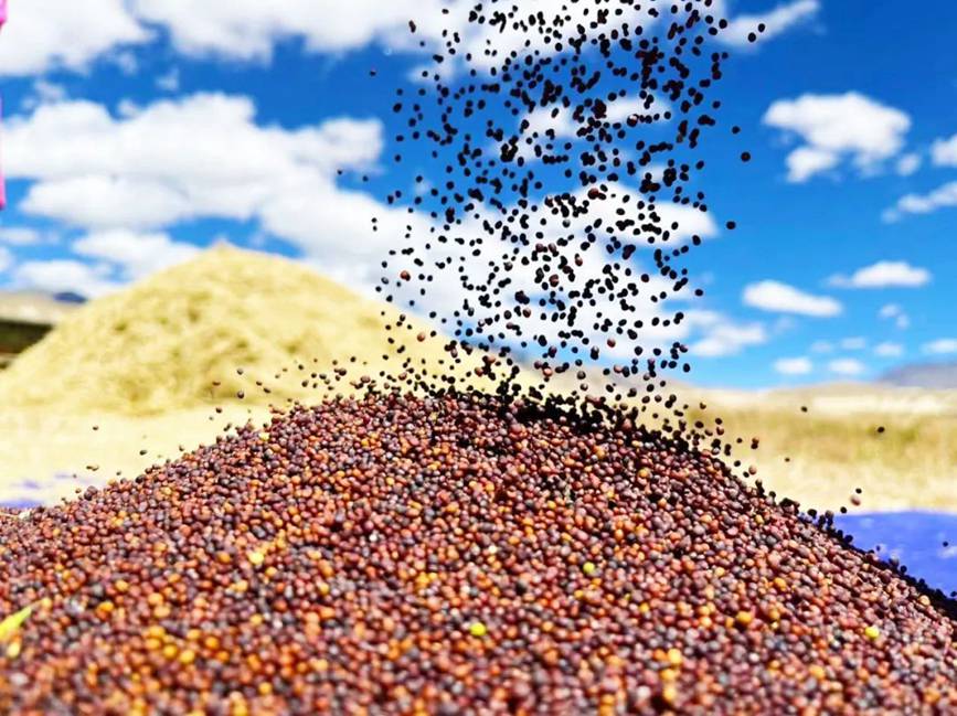 西藏吉?。簬愠两襟w驗秋收打場【13】