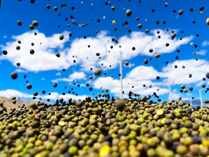 西藏吉?。簬愠两襟w驗秋收打場【14】