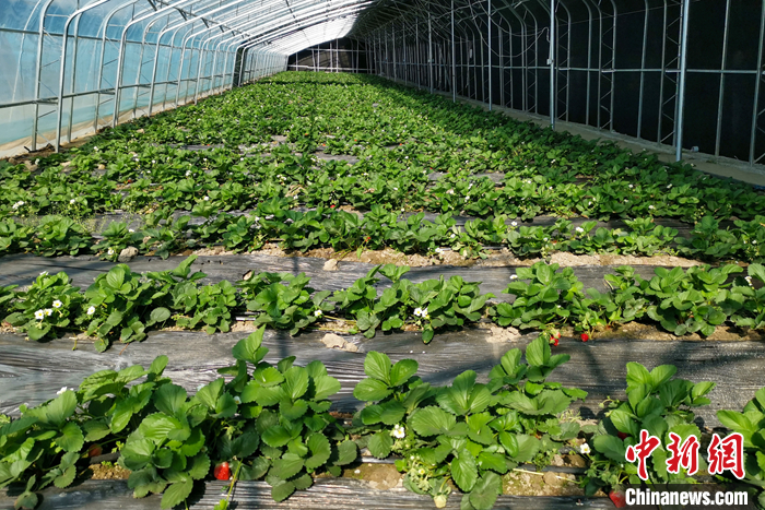 圖為10月21日，康馬縣薩馬達(dá)鄉(xiāng)高原溫室大棚內(nèi)的草莓長(zhǎng)勢(shì)良好。<a target='_blank' href='/'><p  align=