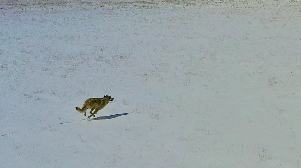 雪地里疾馳的阿里“狼”。