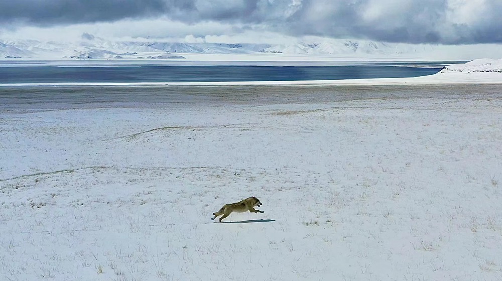 雪地里疾馳的阿里“狼”。