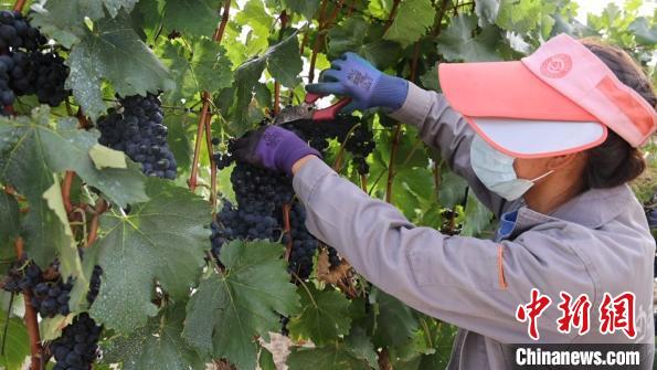 圖為當?shù)卮迕癫烧咸选！∩侥仙Ｈ湛h委宣傳部提供