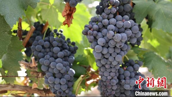 圖為桑日縣種植的葡萄?！∩侥仙Ｈ湛h委宣傳部提供