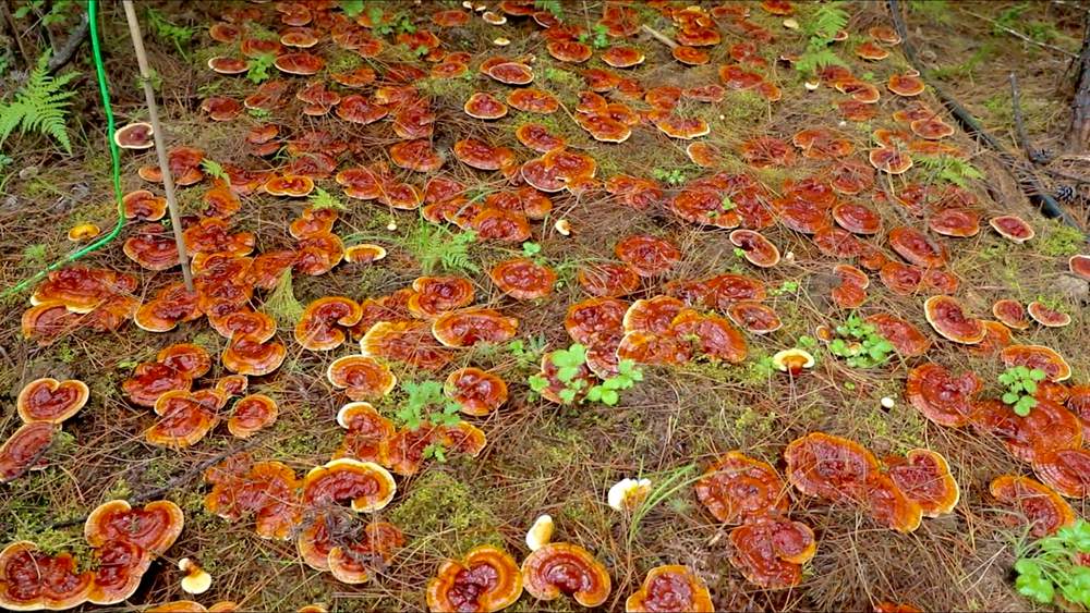 靈芝長勢喜人。