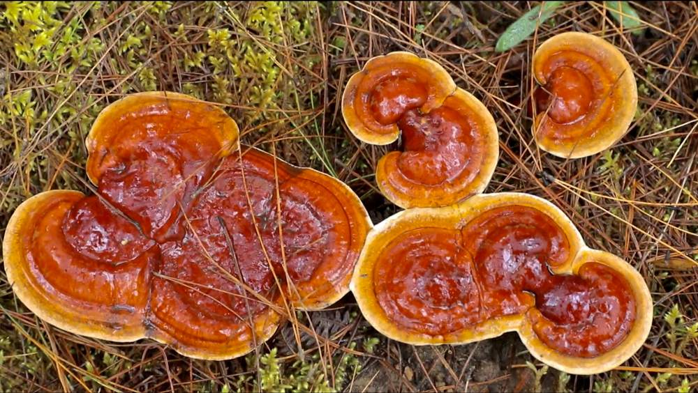 破土而出的靈芝宛如一把把撐開的“小雨傘”。