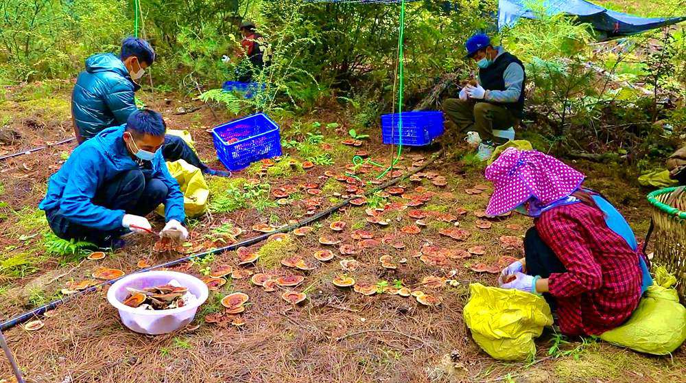 采摘靈芝。