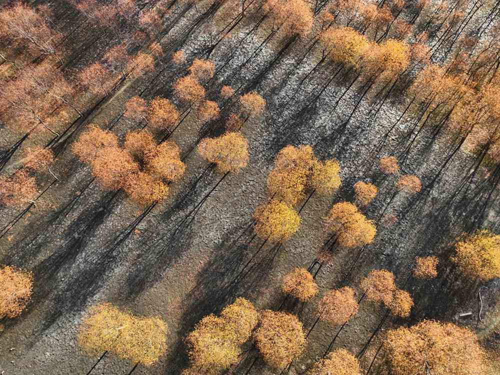 入冬時(shí)節(jié)，雅魯藏布江畔的樹林一片金黃。