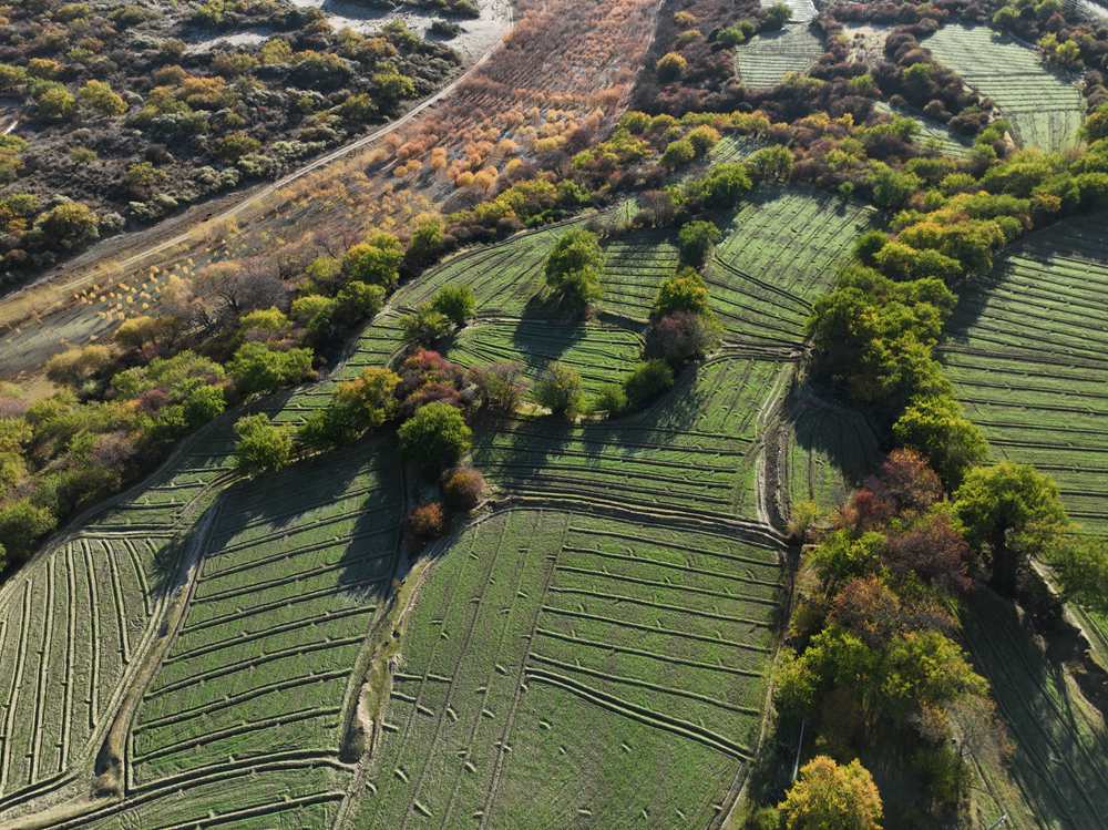 雅魯藏布江畔的高原梯田。