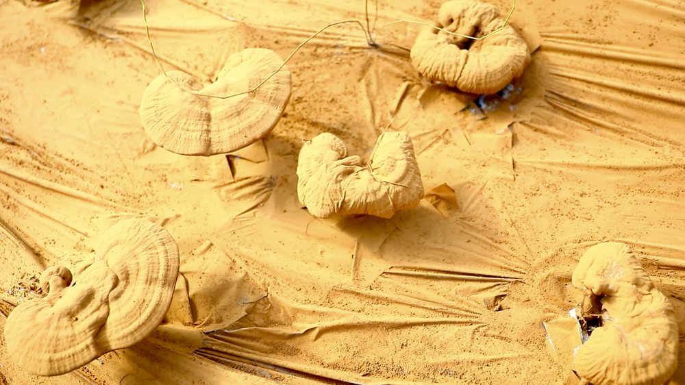 靈芝基地內(nèi)孢子粉布滿塑料膜。